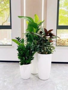 鄞州植物租赁公司，为您打造独特绿色办公空间><div class=